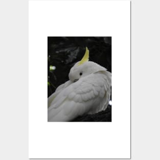 Sulphur Crested Cockatoo Posters and Art